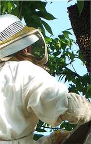 Picture of a beekeeper