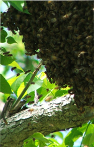 Picture of a beehive