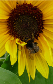 Picture of a flower with a bee