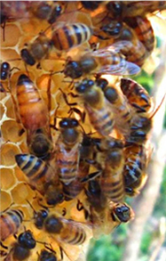 Picture of a beehive